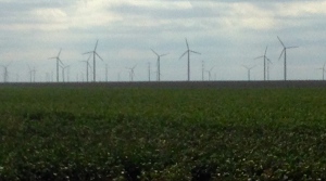 Wind mills in cotton field near Abilene, TX